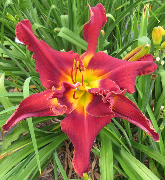 'Topguns Crimson Knight' (Scott-B., 2012)