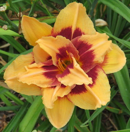 'Topguns Double Wonder' (Scott-B., 1995)