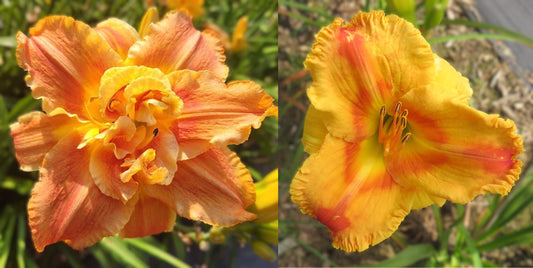 Daylily Seeds:  'Topguns Flame Thrower' x 'Marissa Jonea'