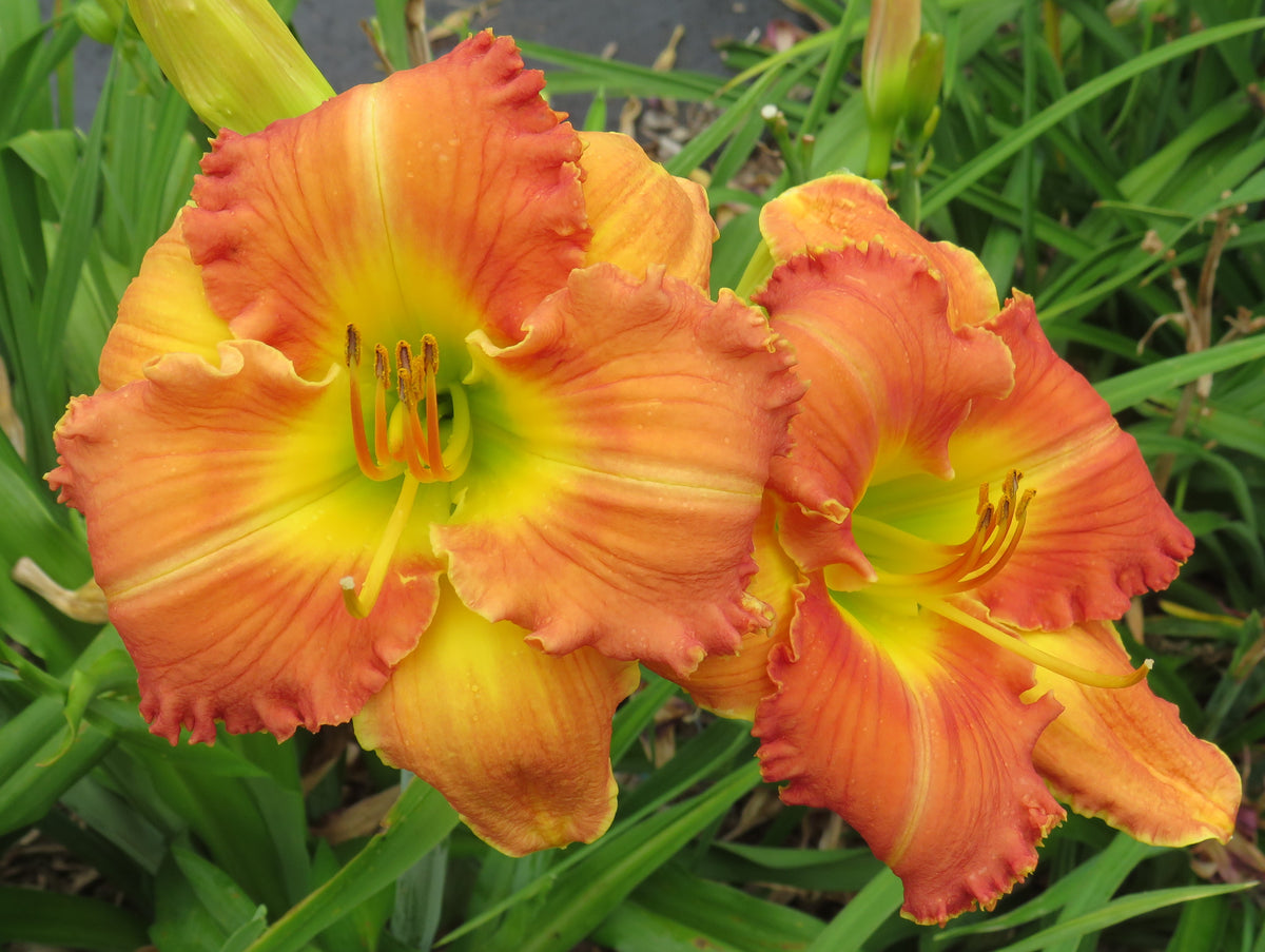 'Topguns Subtle Sensation' (Scott-B., 2019) – Seize the Daylilies