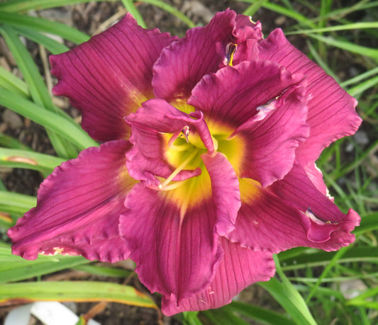 'Thanks Two Friends' (Kerr-C., 1998)