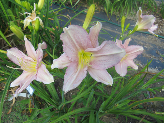 'The Mist of Mount Brandon' (Harke, 2007)