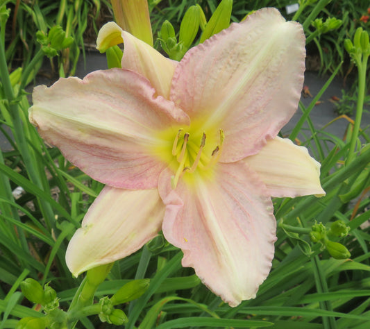 'The Mist of Mount Brandon' (Harke, 2007)
