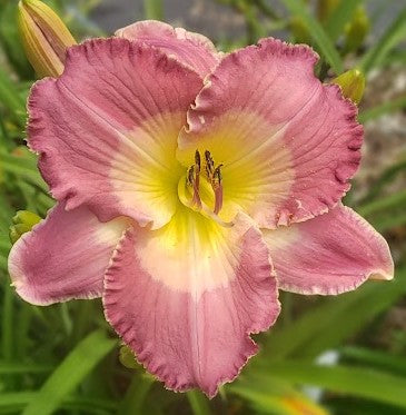 'Think of Me' (Veurink, 2022)