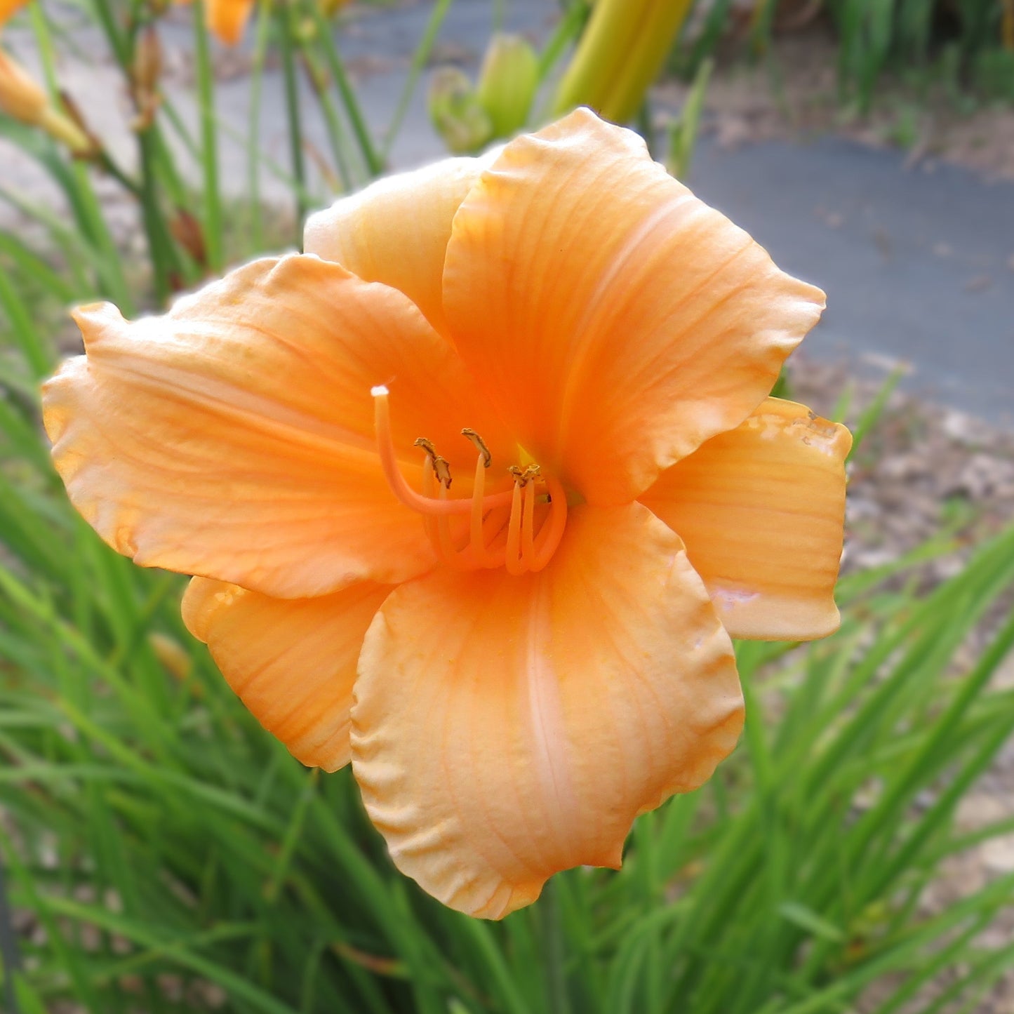 'Tiny Pumpkin'  (Hudson, 1975)