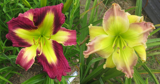 Daylily Seeds:  "Polston Seedling #10" x 'Quieter is Louder'