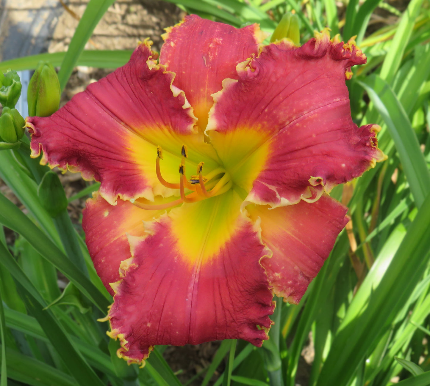 'Polston Seedling #11'