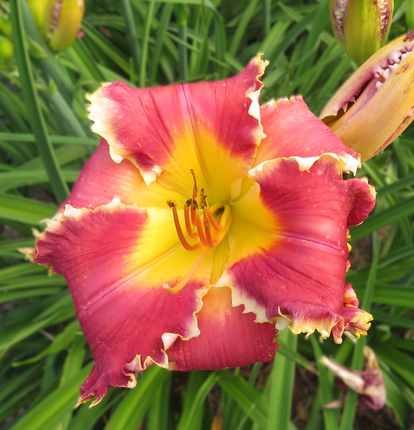 'Polston Seedling #11'