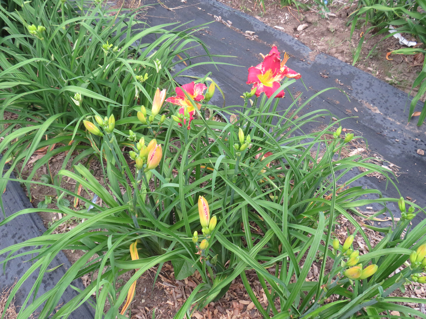 'Polston Seedling #11'