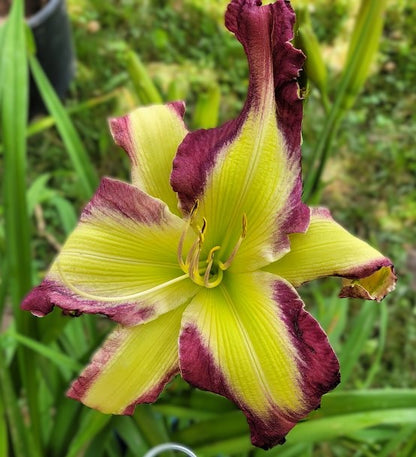 'Polston Seedling #12'