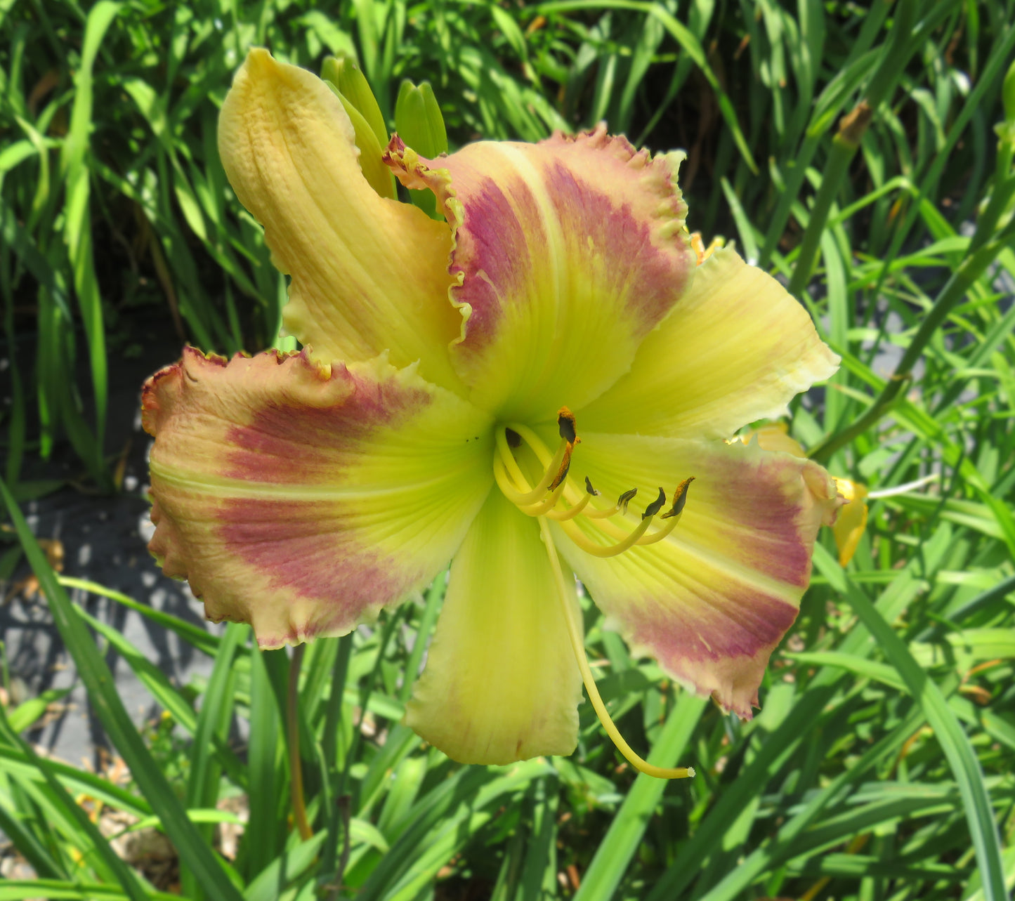 'Polston Seedling #3'
