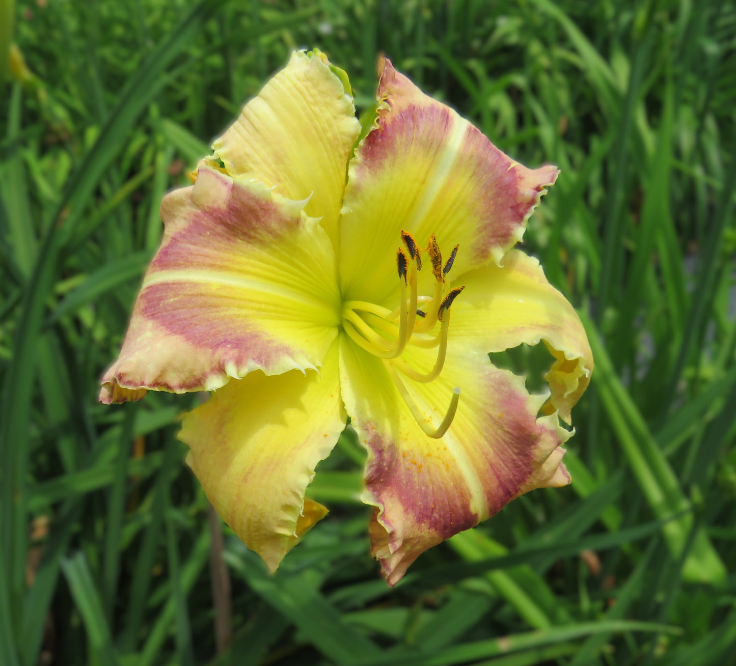 'Polston Seedling #3'