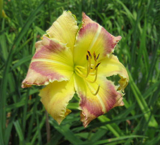 'Polston Seedling #3'