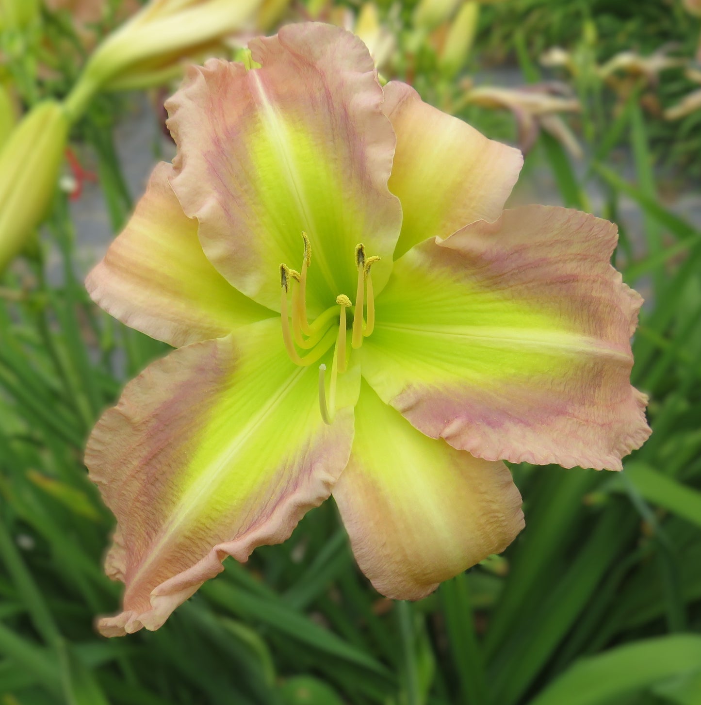 'Polston Seedling #9'