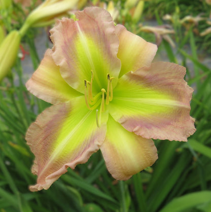 'Polston Seedling #9'