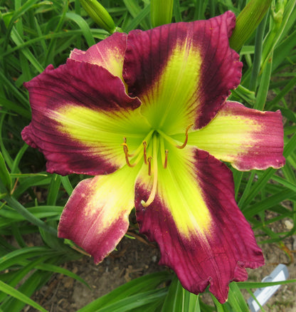 Daylily Seeds:  "Polston Seedling #10" x 'Quieter is Louder'