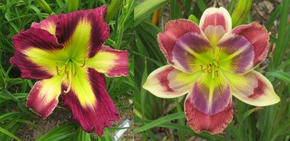 Daylily Seeds:  "Polston Seedling #10" x 'Here's to You Bill Robinson'