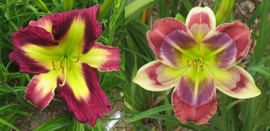 Daylily Seeds:  "Polston Seedling #10" x 'Here's to You Bill Robinson'