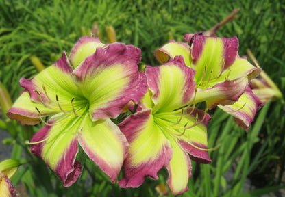 'Polston Seedling #12'