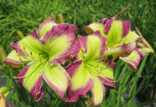 'Polston Seedling #12'