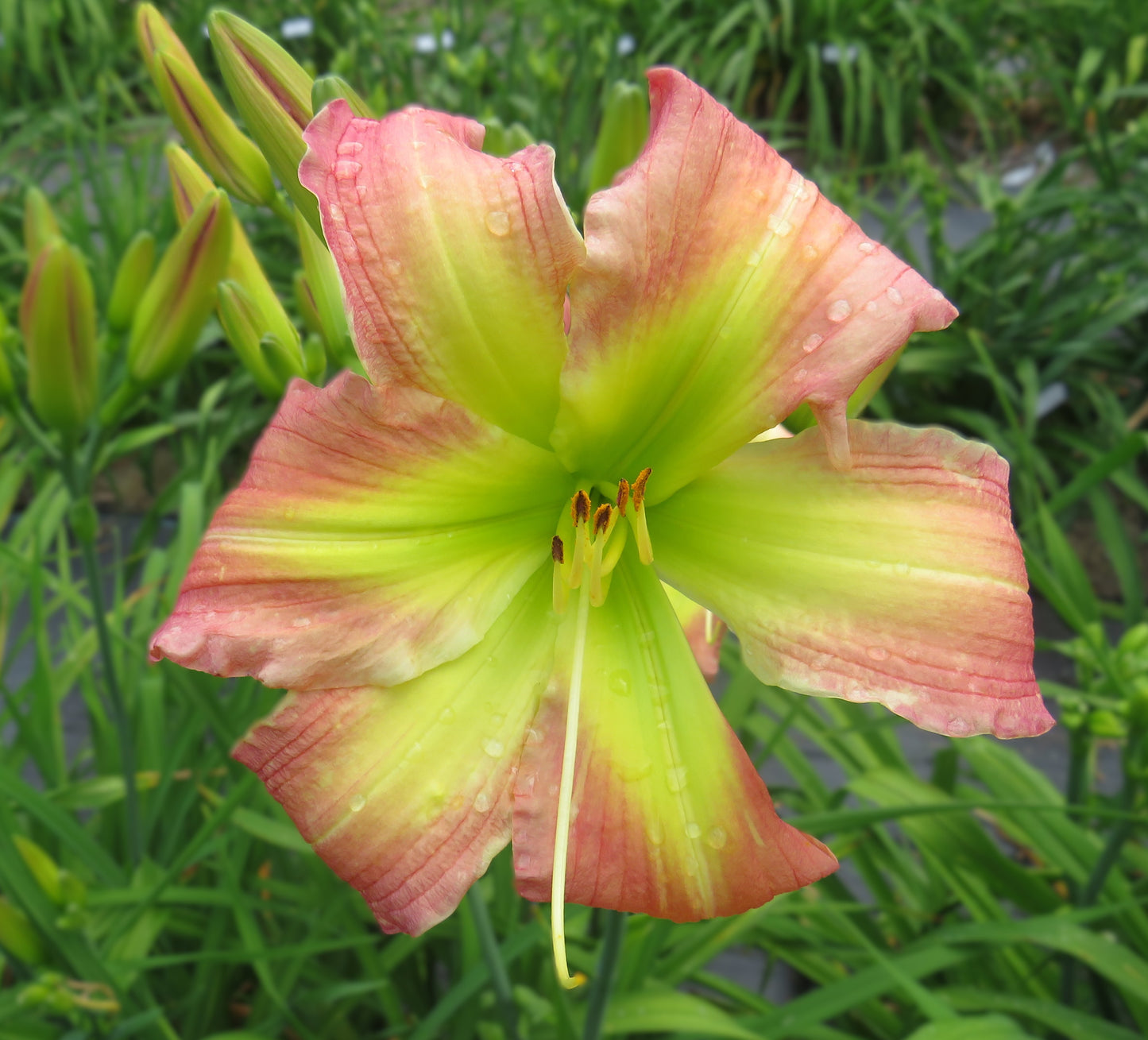 'Polston Seedling #5'