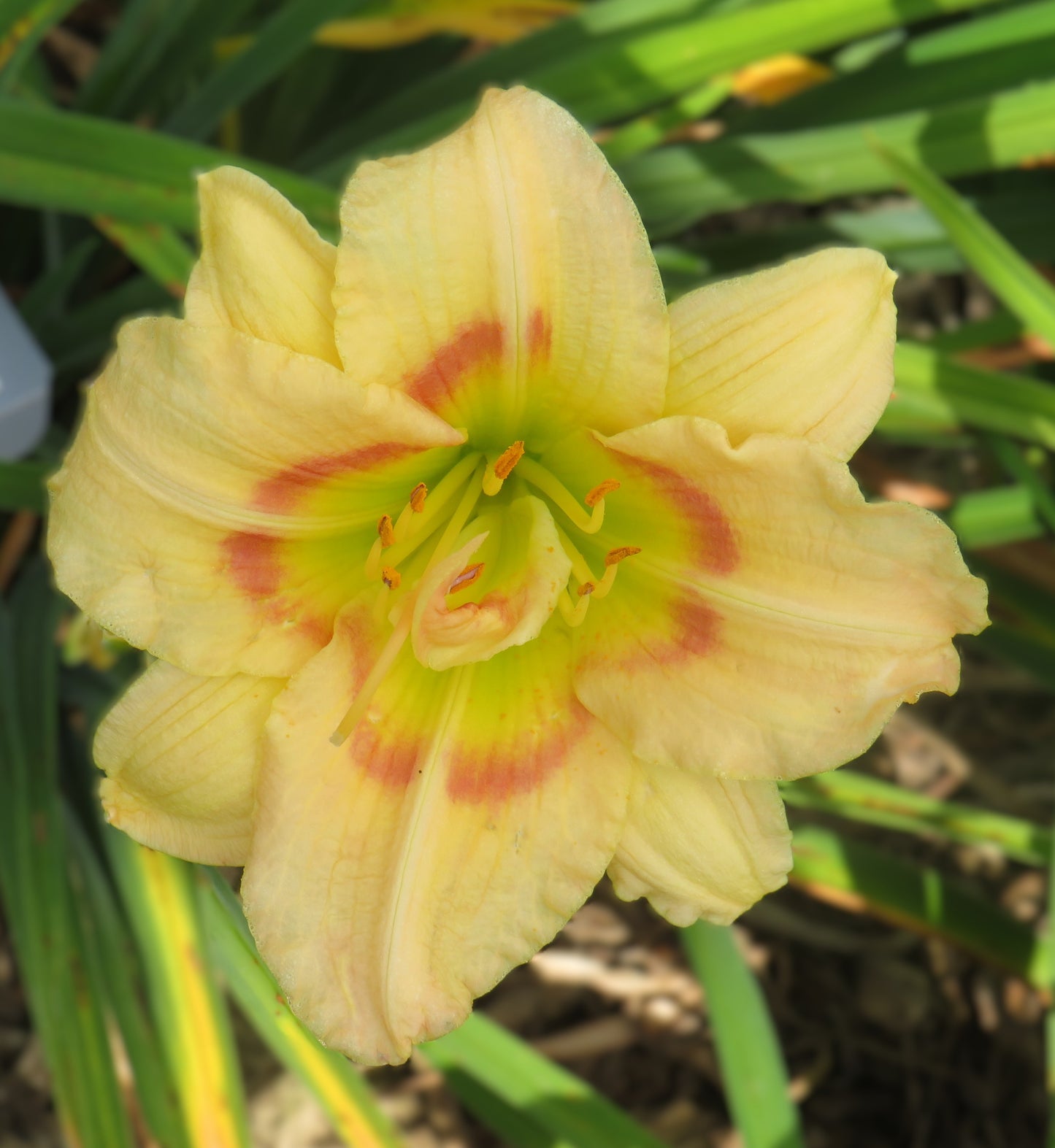 'Too Many Petals' (Baxter, 2002)