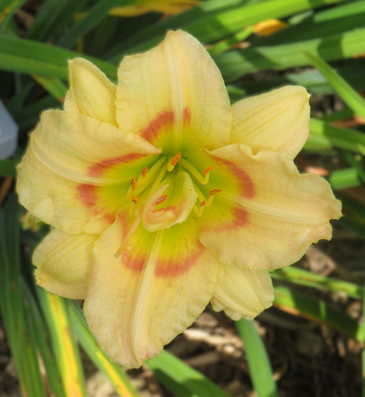 'Too Many Petals' (Baxter, 2002)