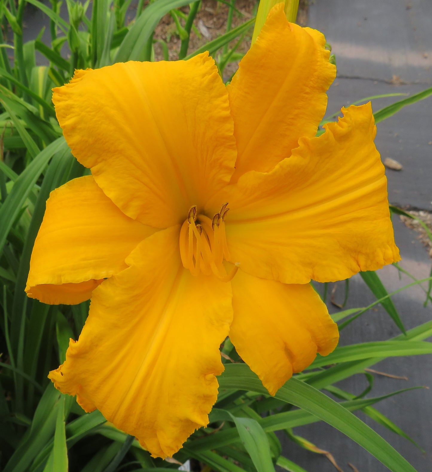 Daylily Seeds:  'Buttered Popcorn' x 'Topguns Aztec Gold'