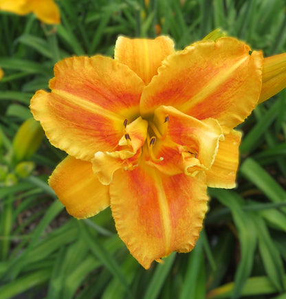 'Topguns Flame Thrower' (Scott-B., 2015)