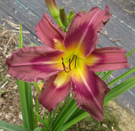 'Trahlyta' (Childs-F., 1982)