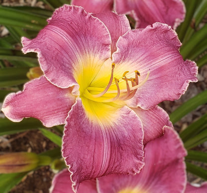 Daylily Seeds:  'Triathlon' x 'City of Refuge'