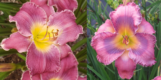 Daylily Seeds:  'Triathlon' x 'City of Refuge'