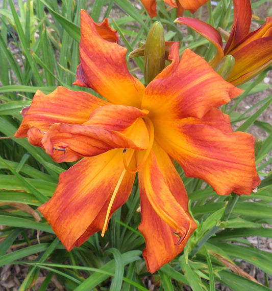 'Trickster' (Tankesley-Clarke, 2004)