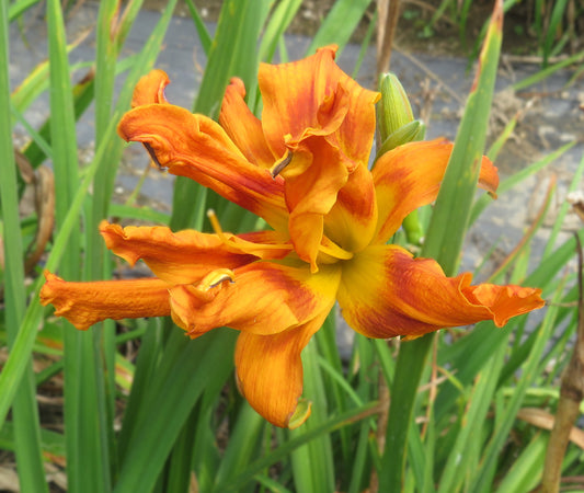 'Trickster' (Tankesley-Clarke, 2004)