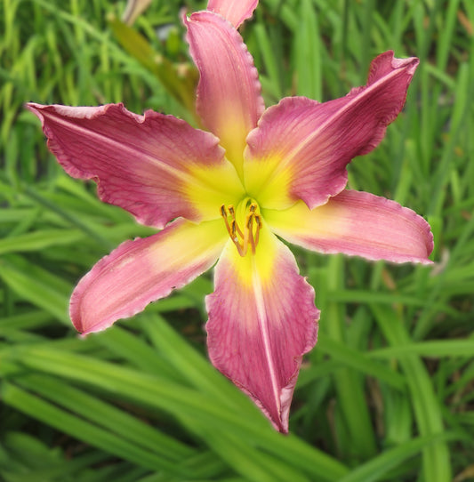 'Up and at 'Em' (Davisson-J., 2007)