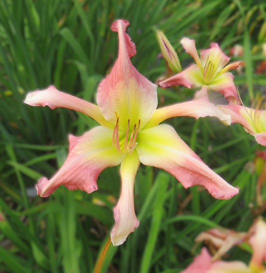 'Venusian Veyron' (Michaels, 2013)