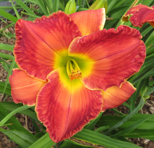'Red Watermarked' (Unregistered by Veurink)