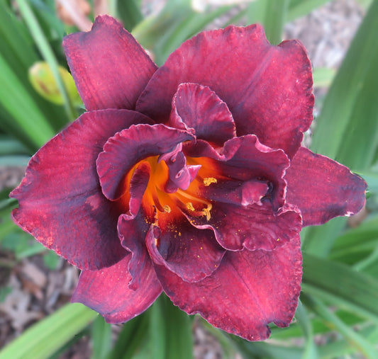 'Voodoo Dancer' (Peat, 2001)