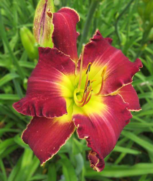 'Watusi Warrior' (Chambers-Moldovan, 2003)