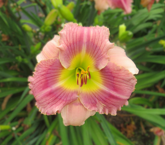 'Wayne's World' (Hanson-C., 2011)