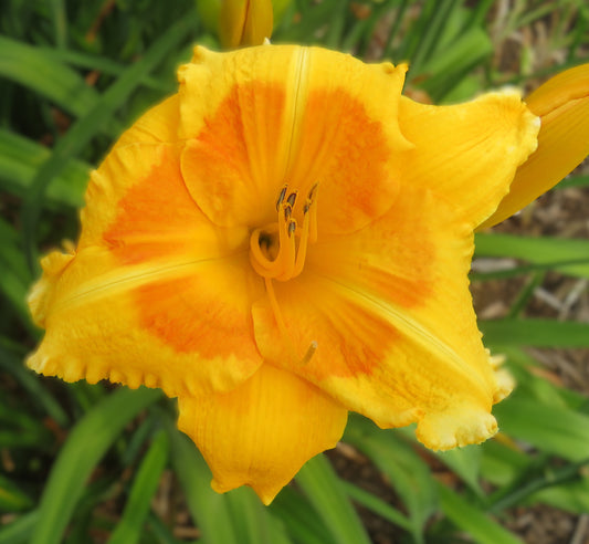 'Wendi on Fire'  (Peters-L., 1997)