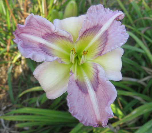 'Westbourne Singing in Harmony' (Meadows-M.J., 2016)