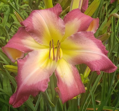 Daylily Seeds:  'White Eyes Pink Dragon' x 'Hallie Mae Webb'