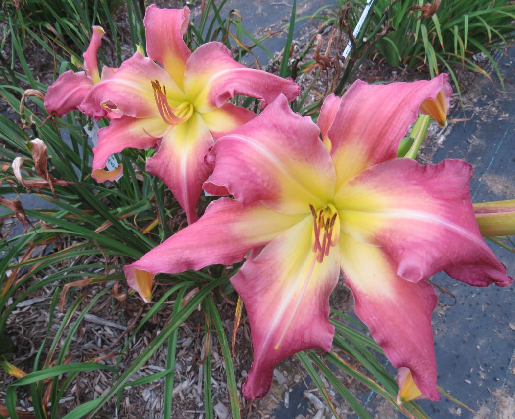 'White Eyes Pink Dragon' (Gossard, 2006)