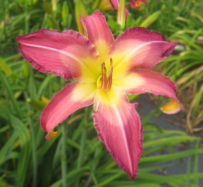 'White Eyes Pink Dragon' (Gossard, 2006)