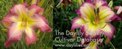 Daylily Seeds:  'White Eyes Pink Dragon' x 'Hallie Mae Webb'