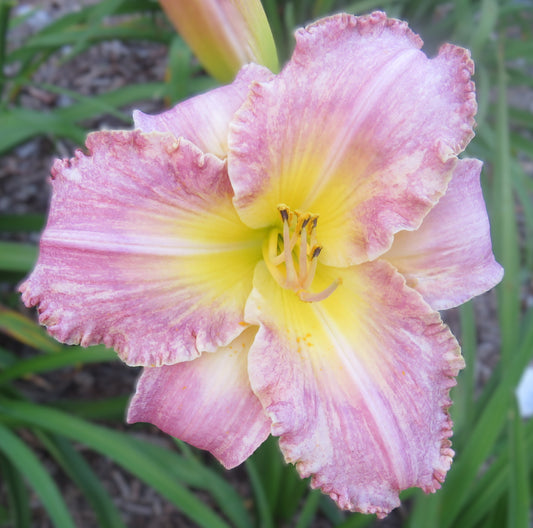 'Whithersoever' (Veurink-S., 2020)