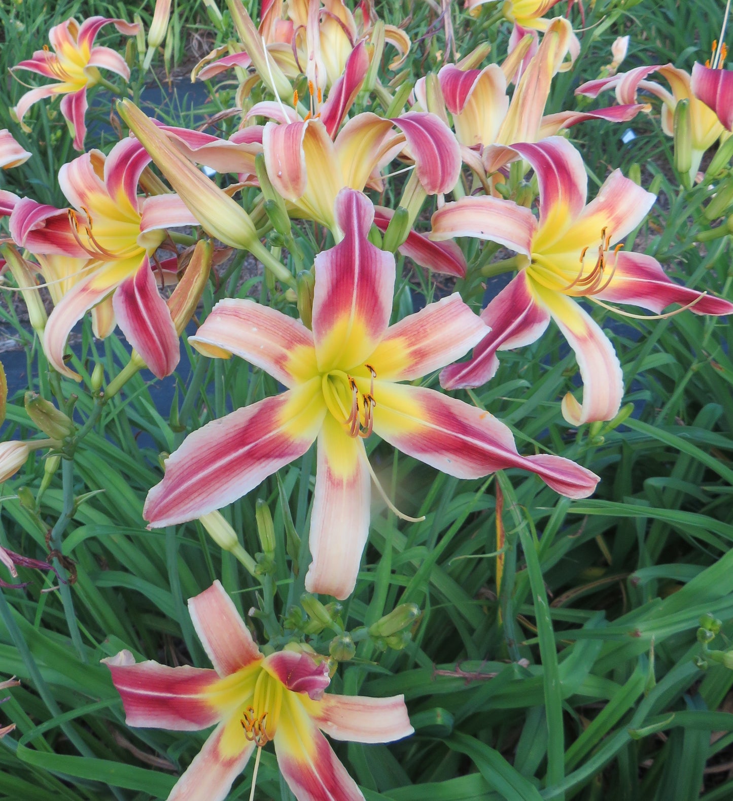 'Woodhenge Natural' (Murphy-J.P., 2016)