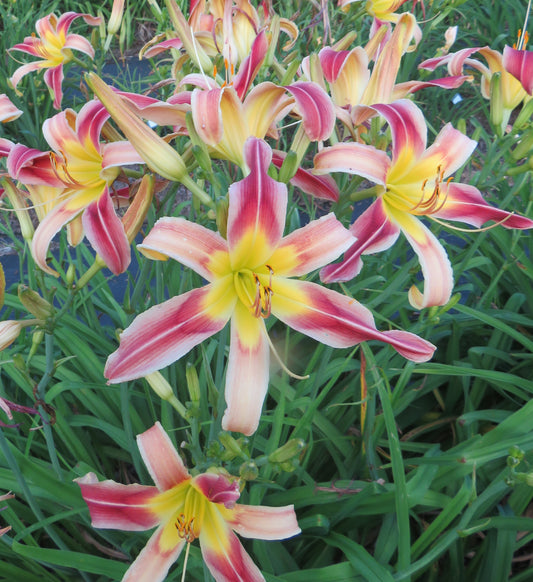 'Woodhenge Natural' (Murphy-J.P., 2016)