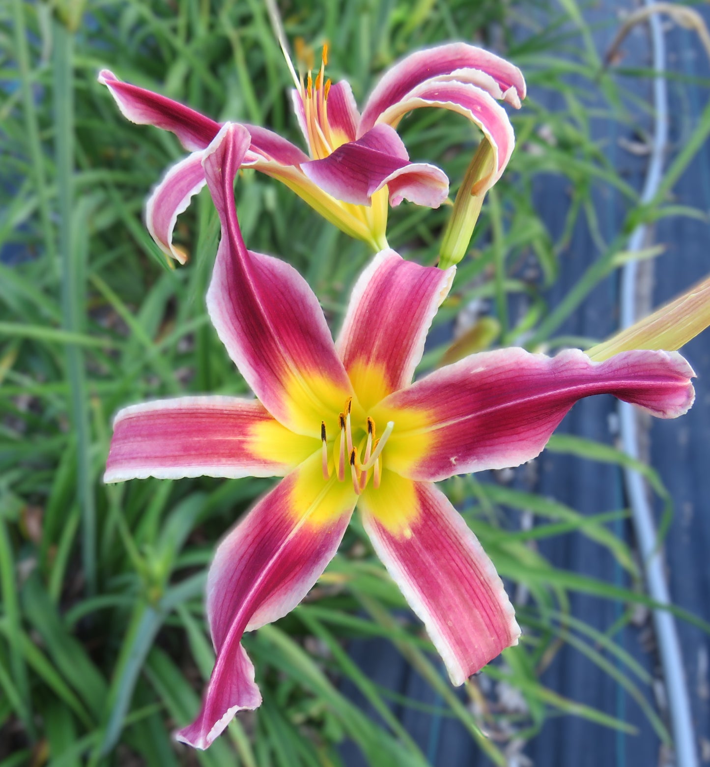 'Woodhenge Natural' (Murphy-J.P., 2016)
